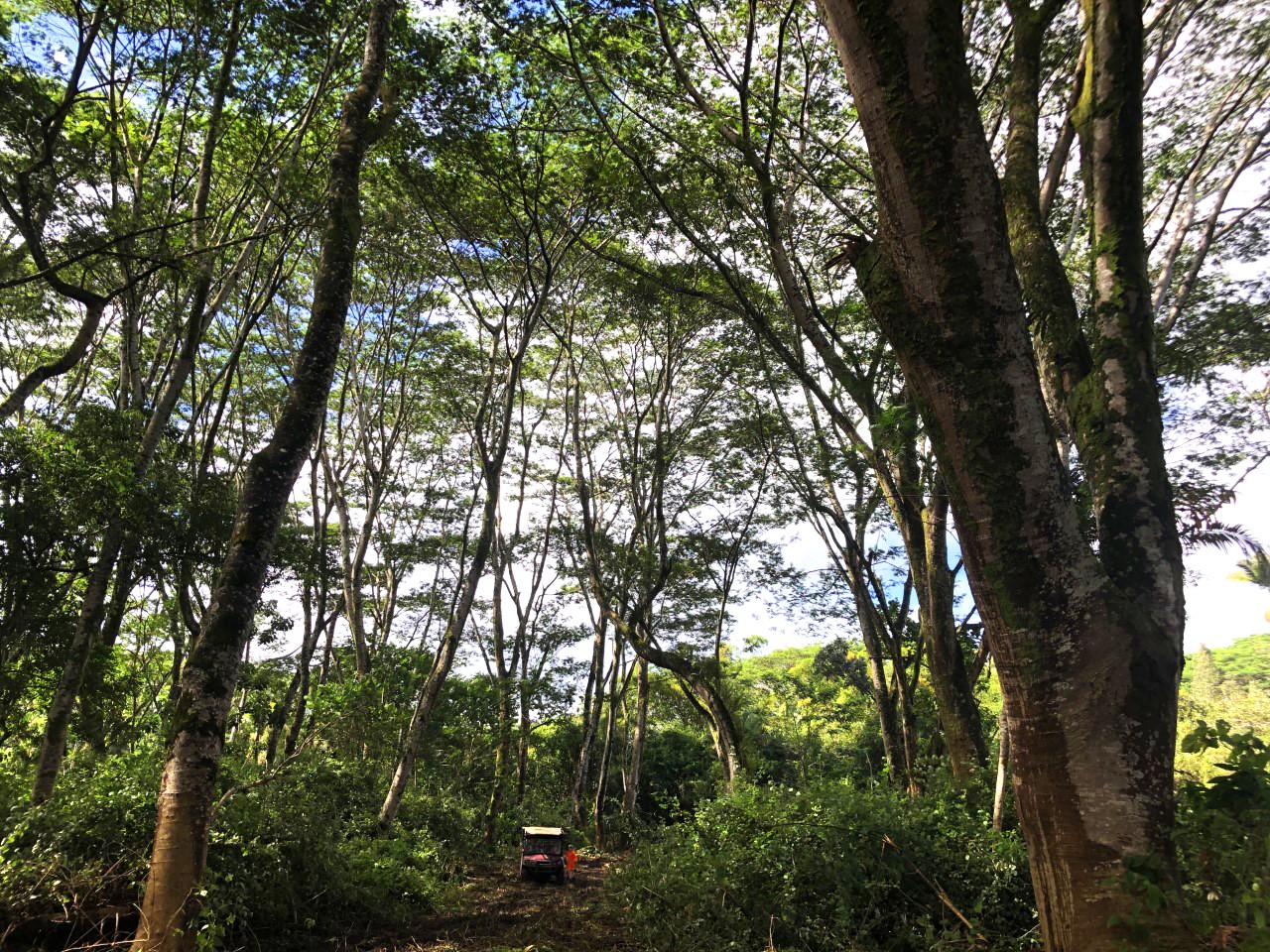 Hawaii Investment SouthPacificRealEstate